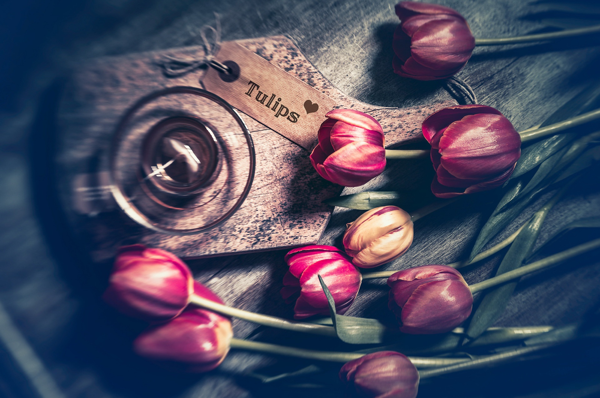 flowers, Plants, Tulips Wallpaper