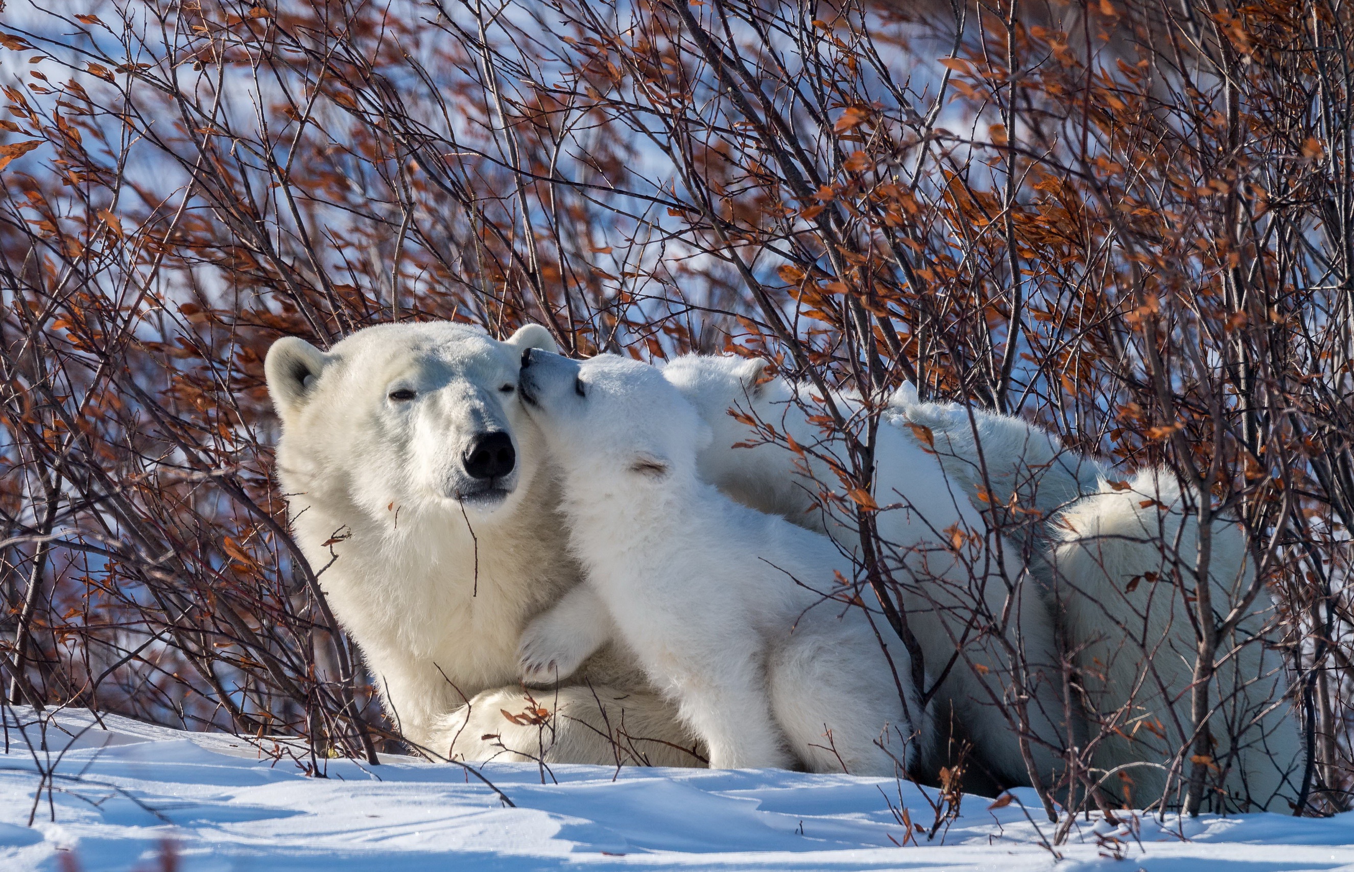 animals, Snow, Nature, Polar bears, Baby animals Wallpaper
