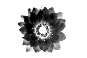 vector, Flower, Black, White, Background