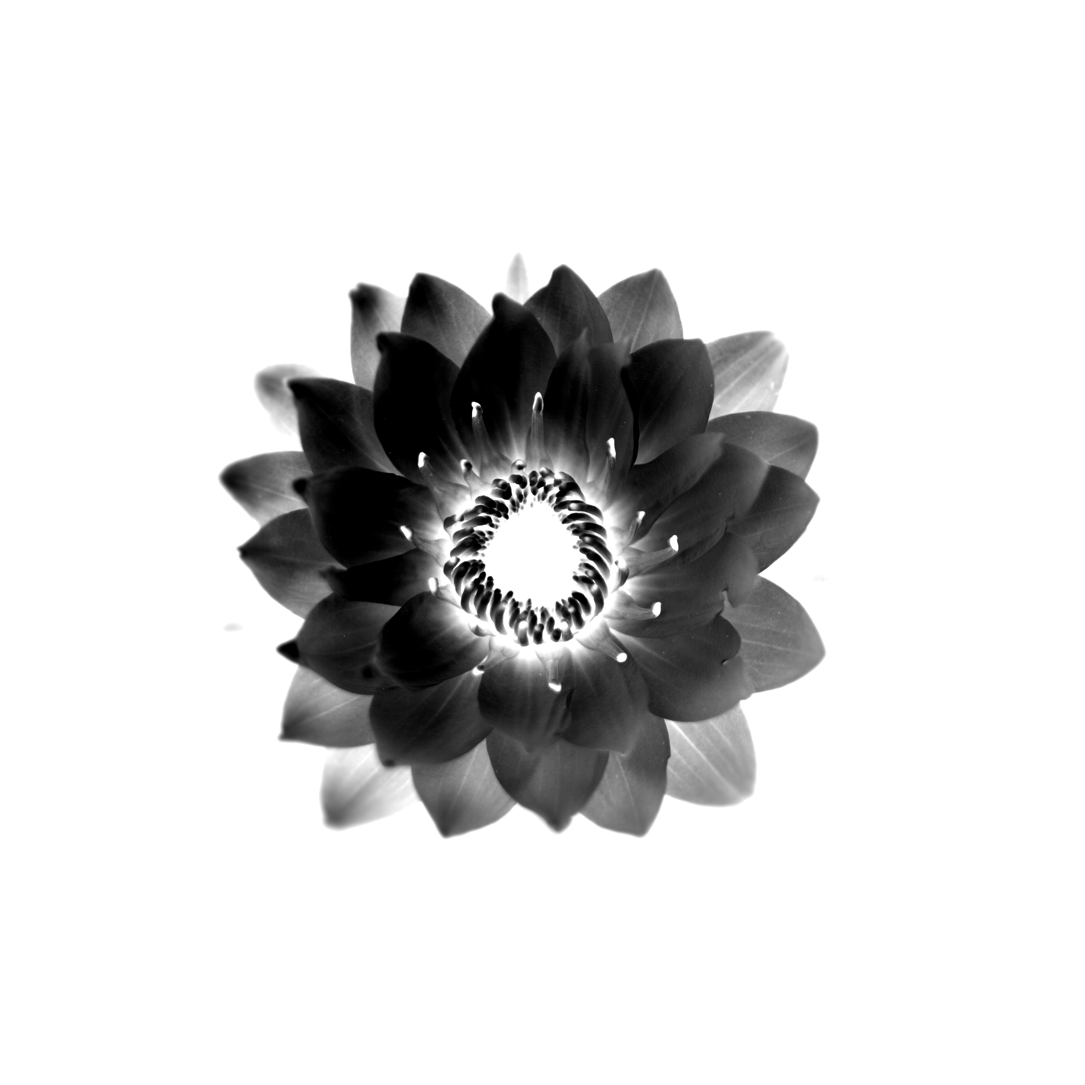 vector, Flower, Black, White, Background Wallpaper