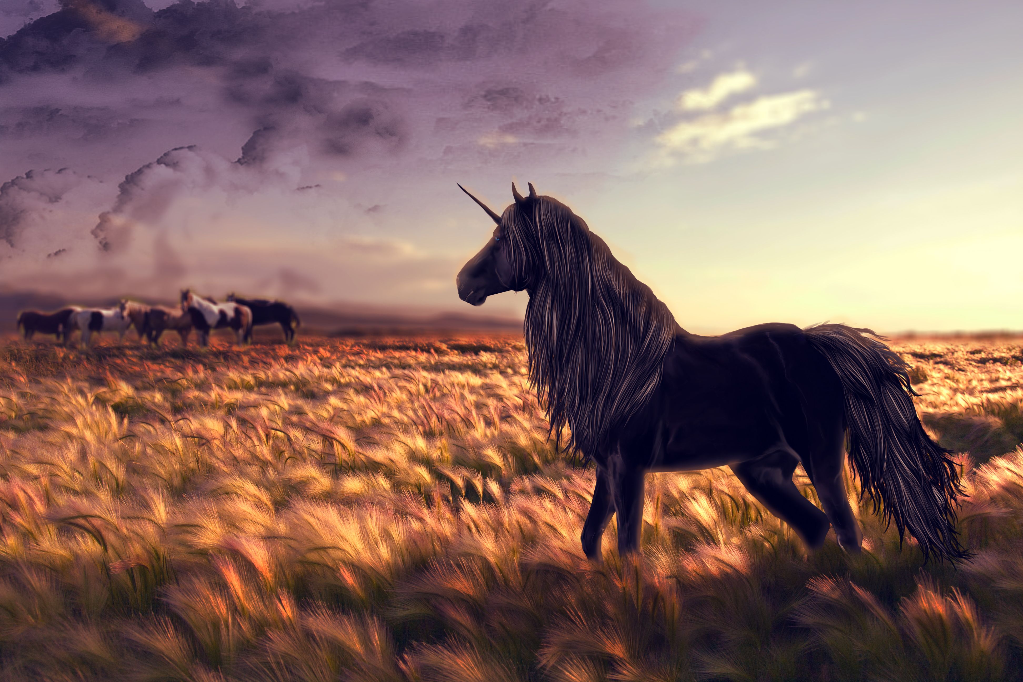 magical, Animals, Unicorns, Fields, Horses, Black, Fantasy, Nature, Horse Wallpaper