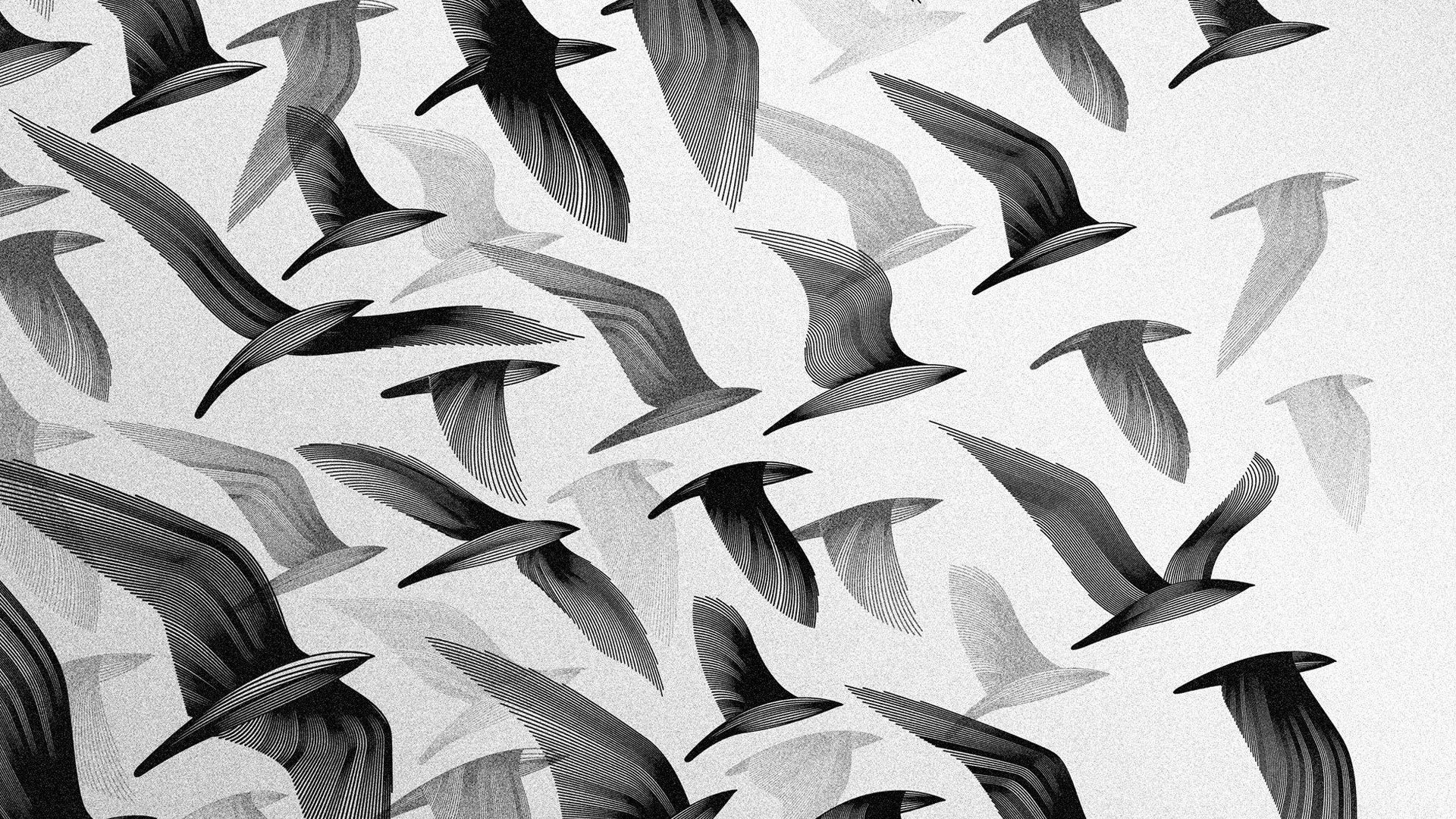 birds, Digital, Art Wallpaper