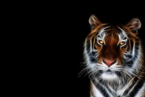 tigers, Fractalius, Black, Background