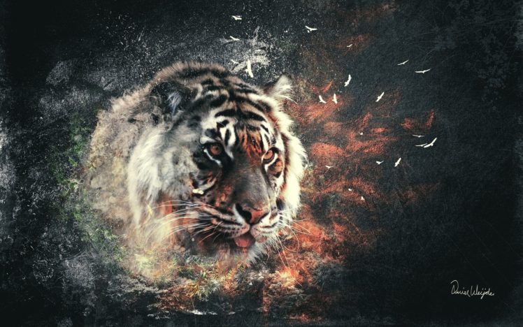 tigers HD Wallpaper Desktop Background