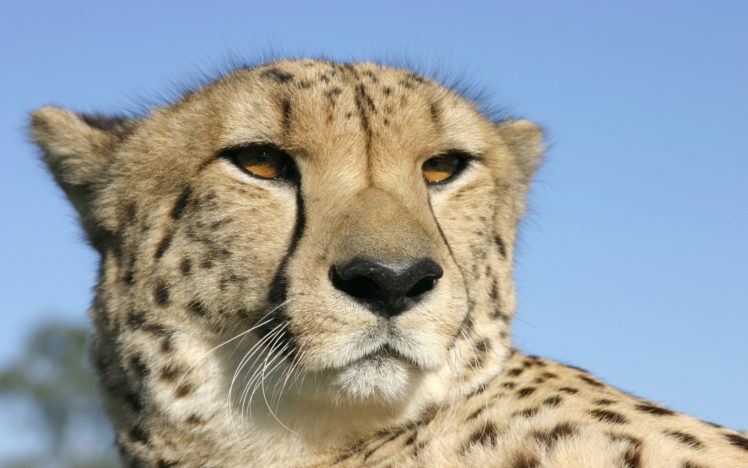 animals, Cheetahs HD Wallpaper Desktop Background