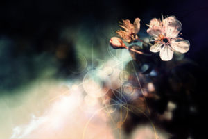 flowers, Photomanipulations