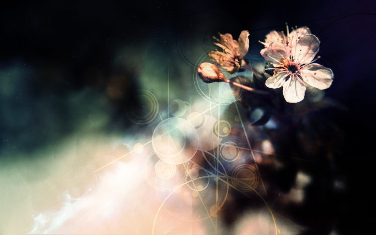 flowers, Photomanipulations HD Wallpaper Desktop Background