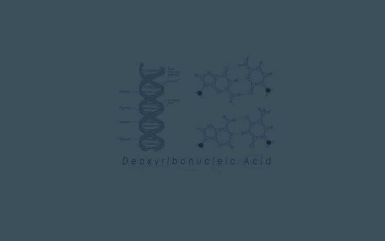 biology, Genetics, Dna HD Wallpaper Desktop Background