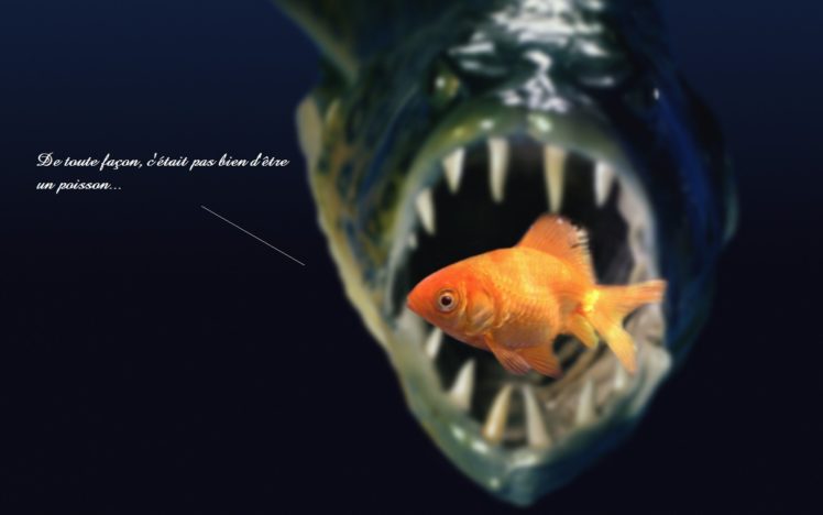 je, Mand039en, Fish, , , HD Wallpaper Desktop Background