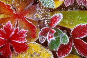 forests, Leaves, Frosty