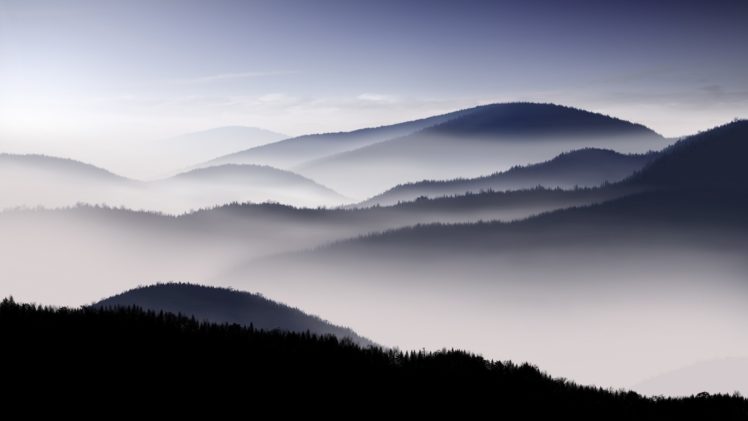forests, Mist HD Wallpaper Desktop Background