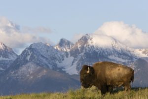 american, Nature, Animals, Bison, Montana