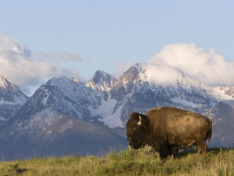american, Nature, Animals, Bison, Montana HD Wallpaper Desktop Background