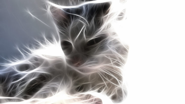 cats, Animals, Fractalius HD Wallpaper Desktop Background