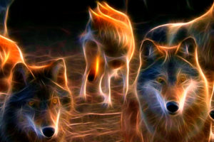 wolf, Wolves, Predator, Fractal