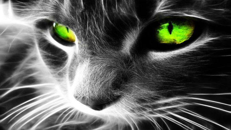 black, And, White, Eyes, Cats, Animals, Green, Eyes HD Wallpaper Desktop Background