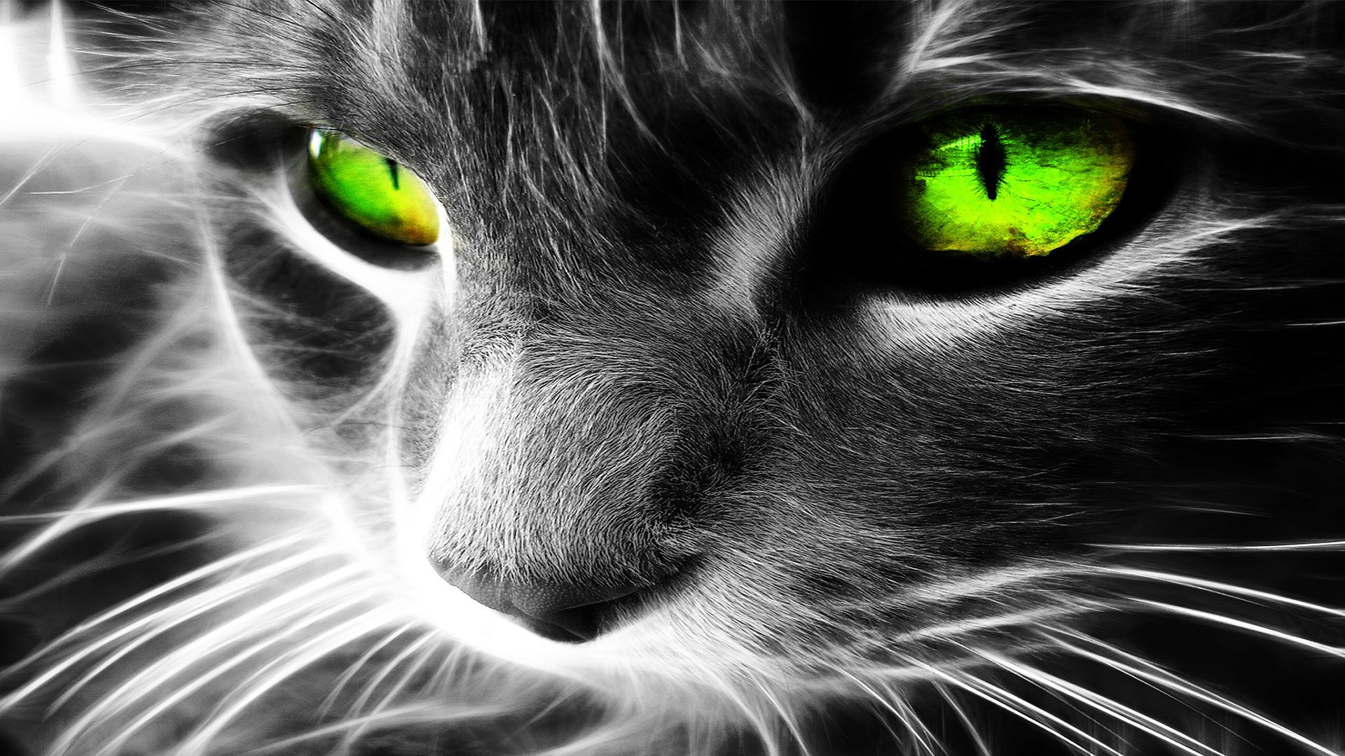 black, And, White, Eyes, Cats, Animals, Green, Eyes Wallpaper