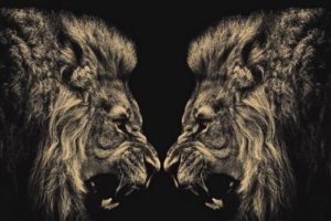animals, Lions, Conflict