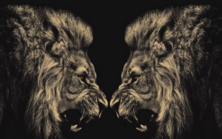 animals, Lions, Conflict HD Wallpaper Desktop Background