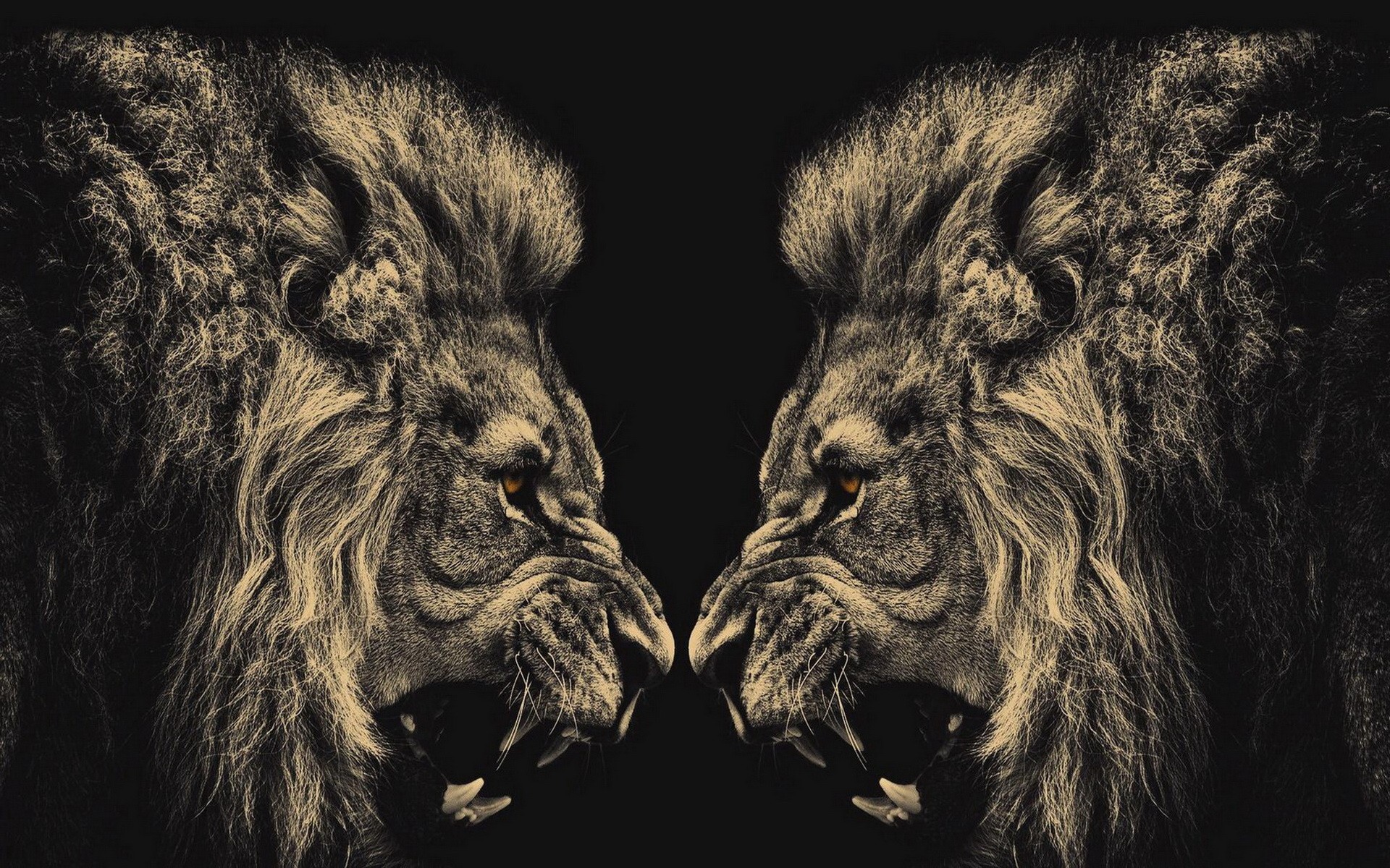 animals, Lions, Conflict Wallpaper