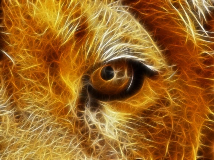 fractalius, Lions HD Wallpaper Desktop Background