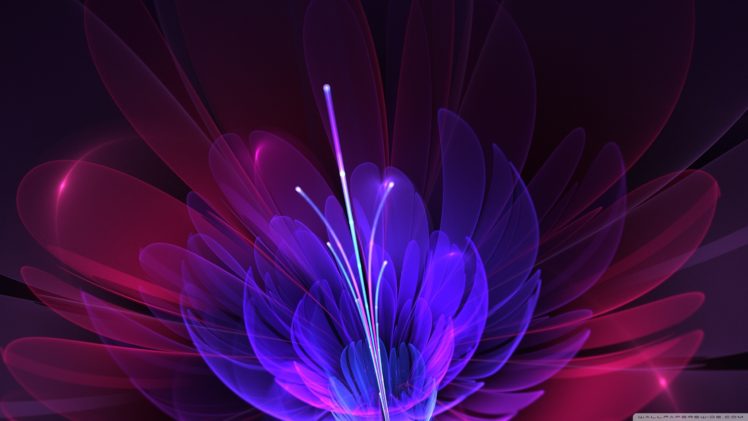 abstract, Bloom HD Wallpaper Desktop Background
