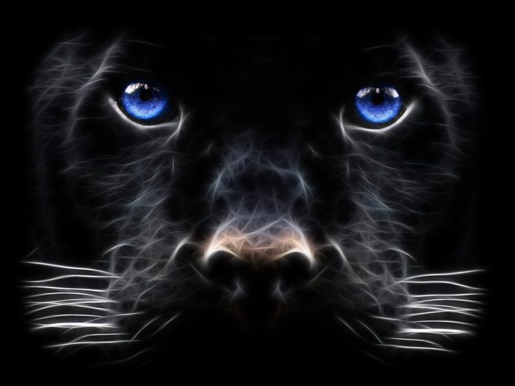 fractalius, Panthers HD Wallpaper Desktop Background