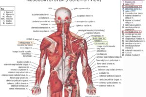 muscular, System