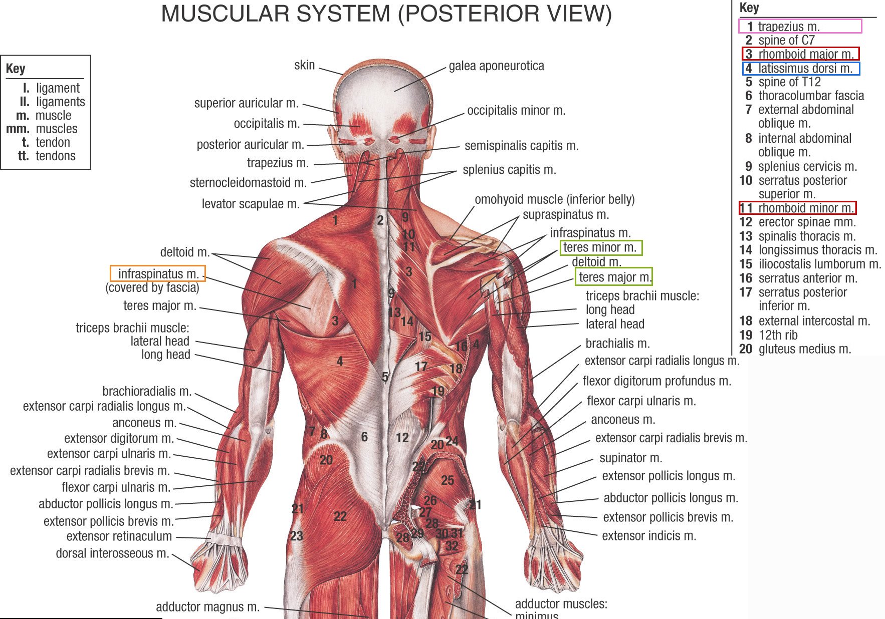muscular, System Wallpaper