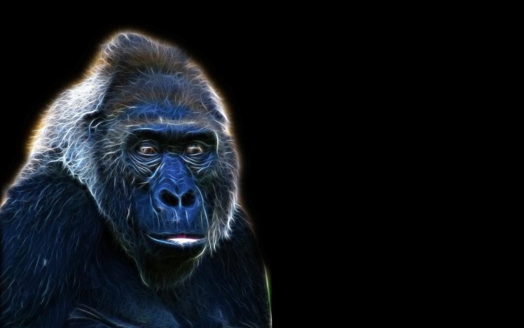 fractalius, Gorillas HD Wallpaper Desktop Background
