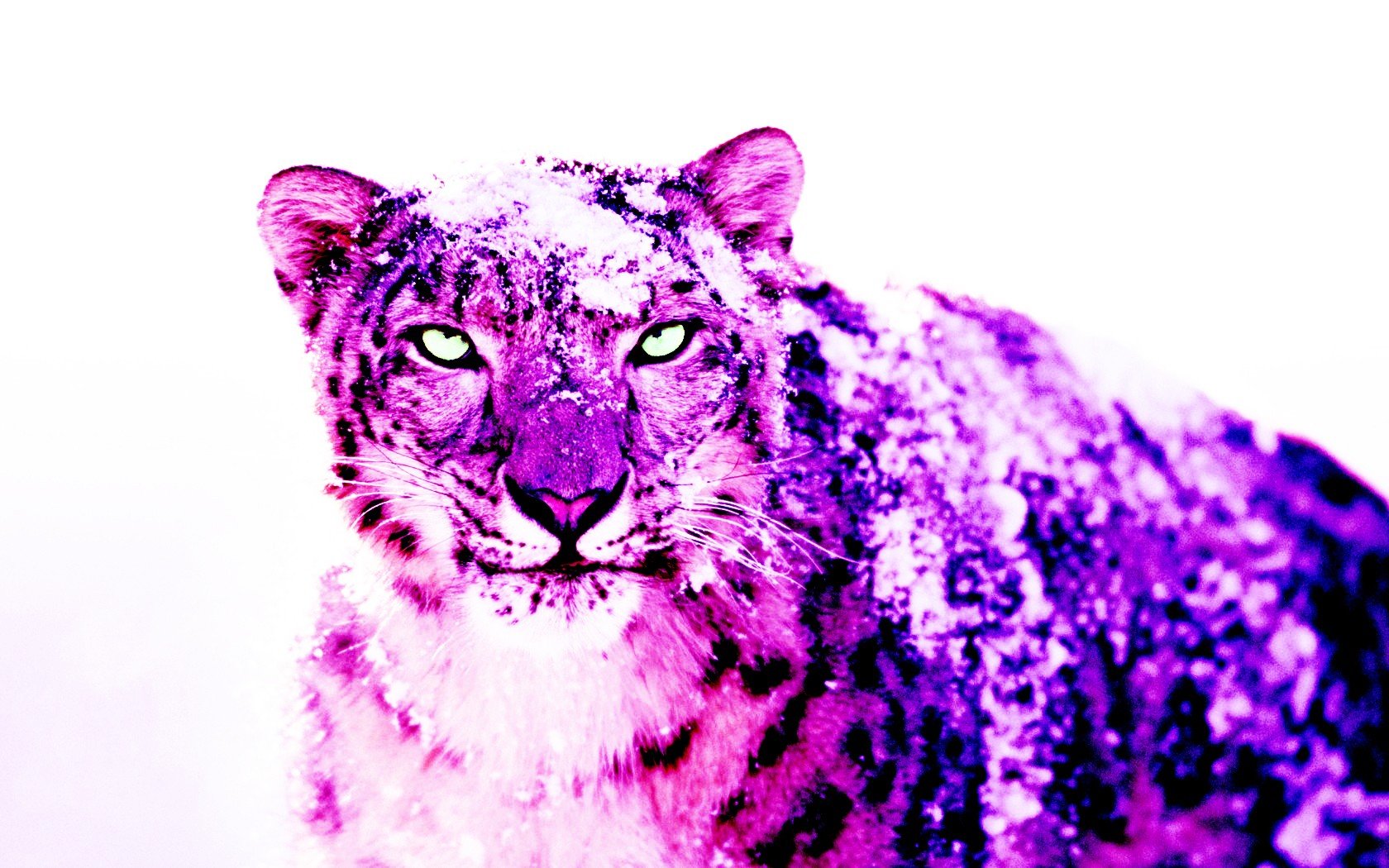 snow, Purple, Leopards Wallpaper