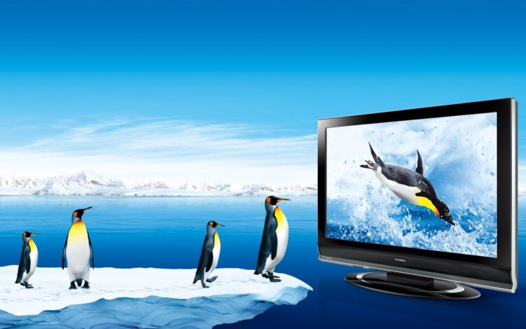 penguins HD Wallpaper Desktop Background