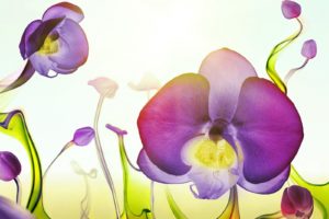 flowers, Liquid, Orchids
