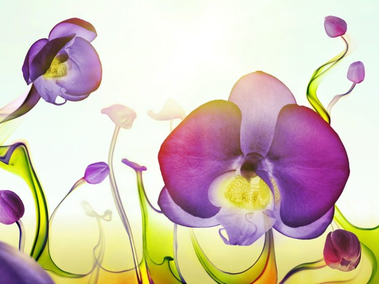 flowers, Liquid, Orchids HD Wallpaper Desktop Background