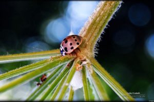 nature, Insects, Plants, Ladybirds