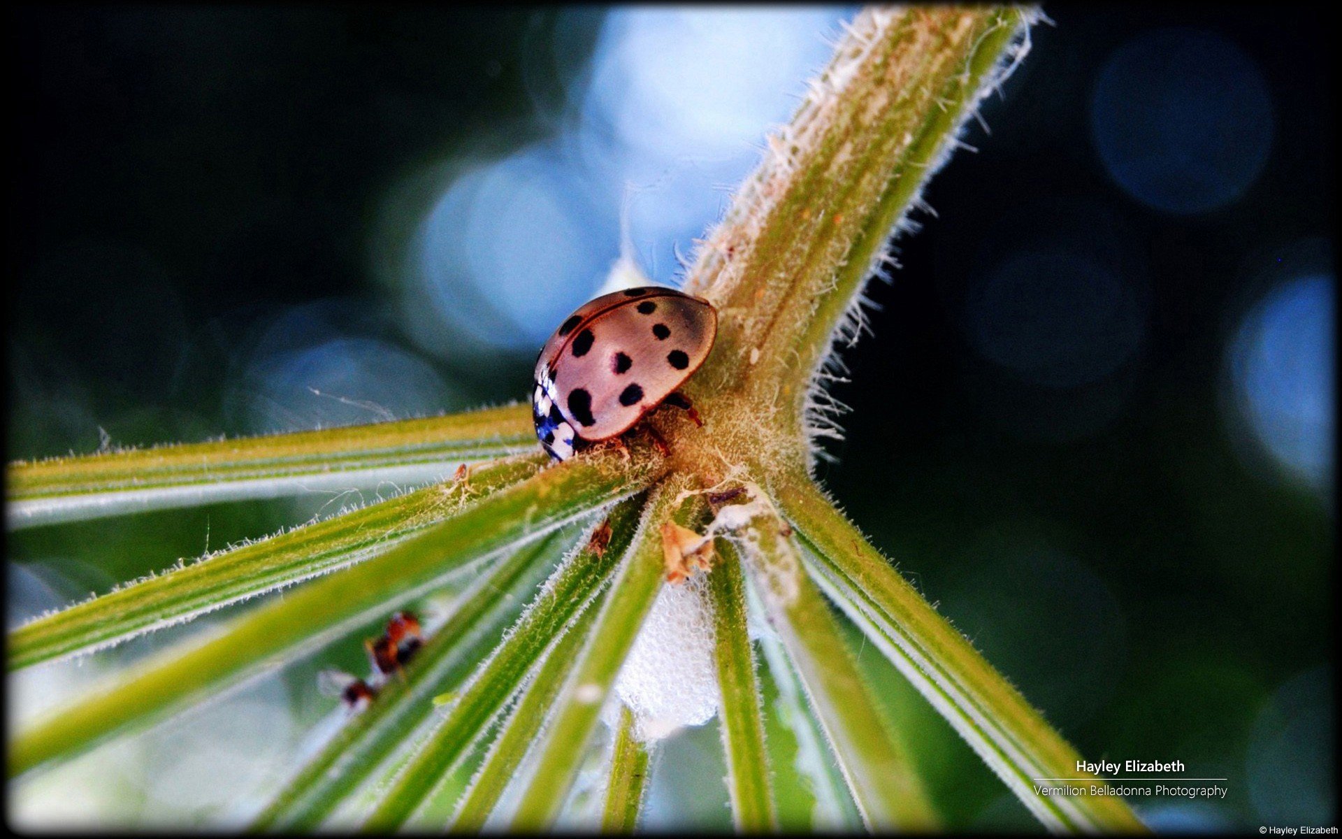 nature, Insects, Plants, Ladybirds Wallpaper