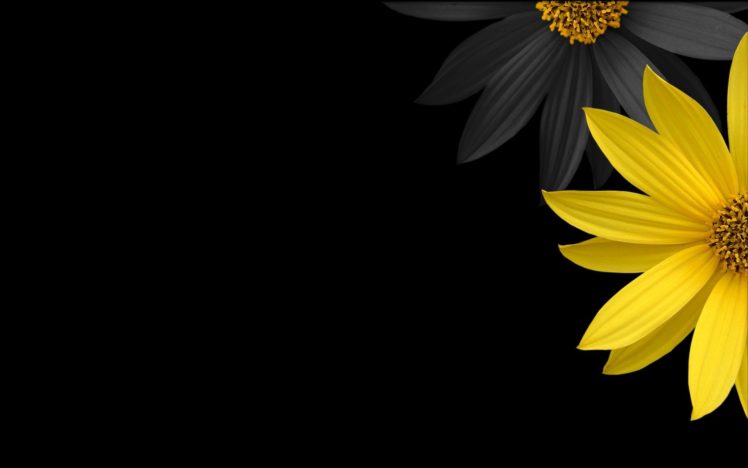 black, Minimalistic, Yellow, Flower, Petals, Black, Background HD Wallpaper Desktop Background