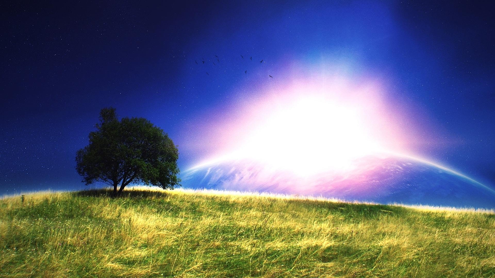 landscapes, Trees, Grass Wallpaper