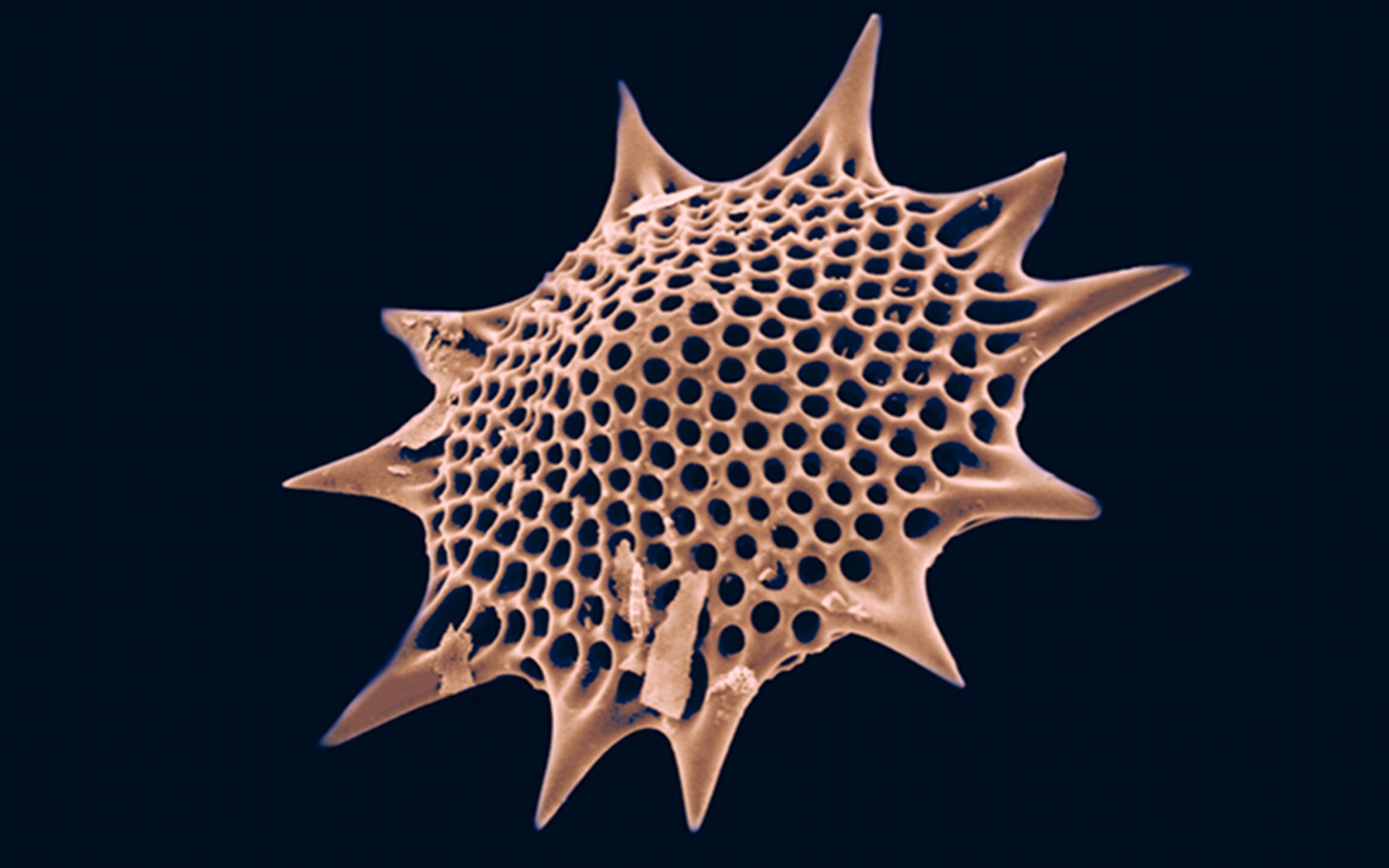 abstract, Plankton, Microscopic, Radiolarian Wallpaper