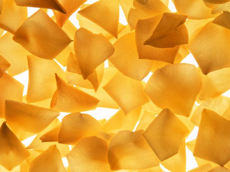 close up, Yellow, Flower, Petals HD Wallpaper Desktop Background