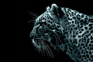black, White, Digital, Leopards