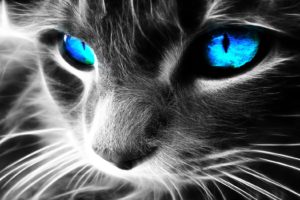 close up, Cats, Blue, Eyes, Fractalius