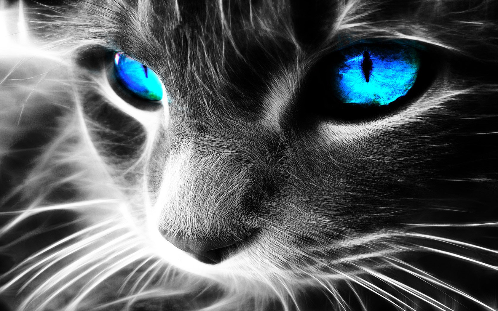 close up, Cats, Blue, Eyes, Fractalius Wallpaper