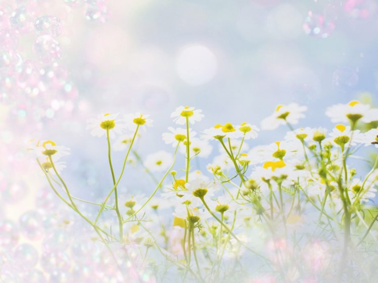 abstract, Nature, Flowers, Digital, Art HD Wallpaper Desktop Background