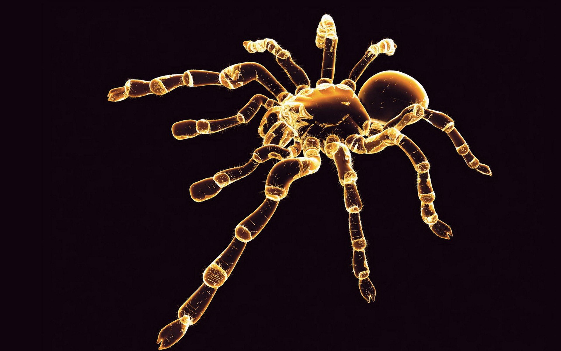 animals, Spiders Wallpaper