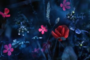 abstract, Blue, Artistic, Flowers, Red, Flowers, Pink, Flowers