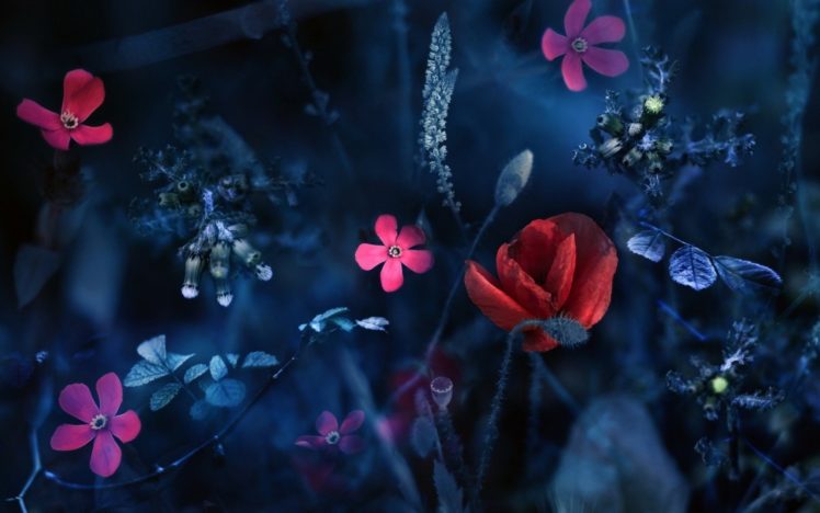 abstract, Blue, Artistic, Flowers, Red, Flowers, Pink, Flowers HD Wallpaper Desktop Background