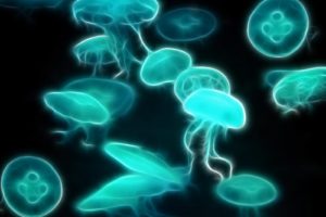 fractalius, Jellyfish, Underwater