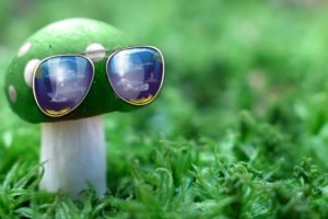 green, Nature, Grass, Mushrooms, Sunglasses