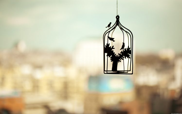silhouettes, Birdcage, Cage HD Wallpaper Desktop Background